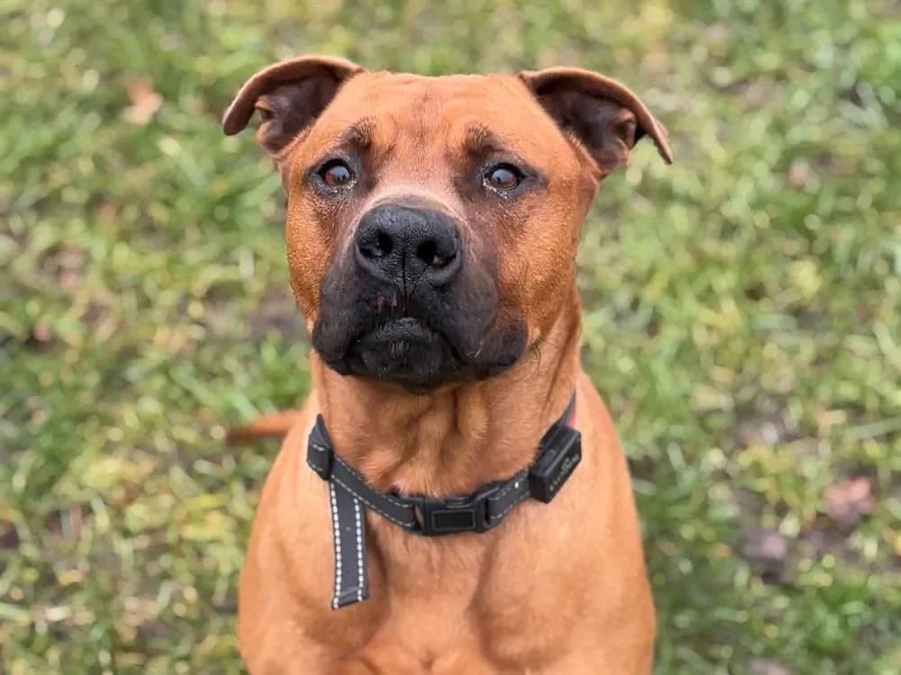 PAA23085 NAO photo 2