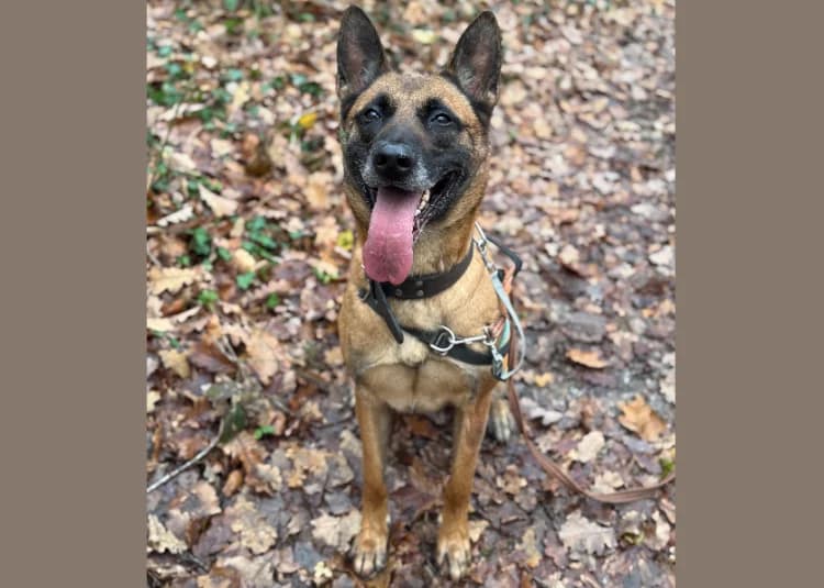 PETIT COEUR HAA24688