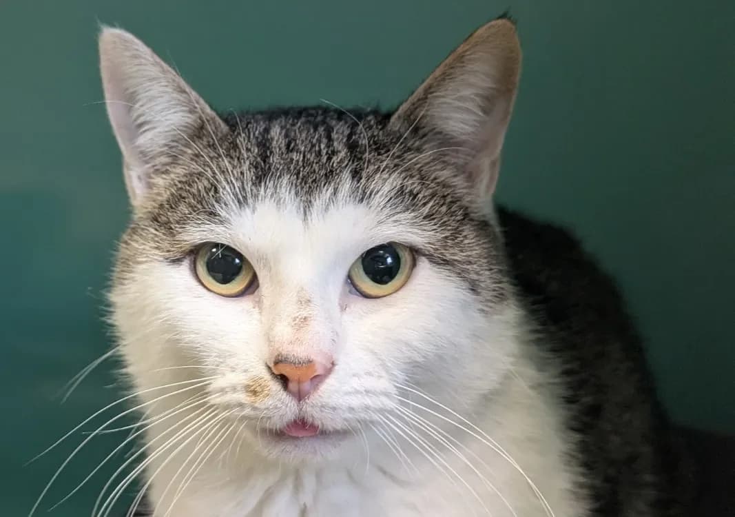 HOSSEGORA QCT photo 2