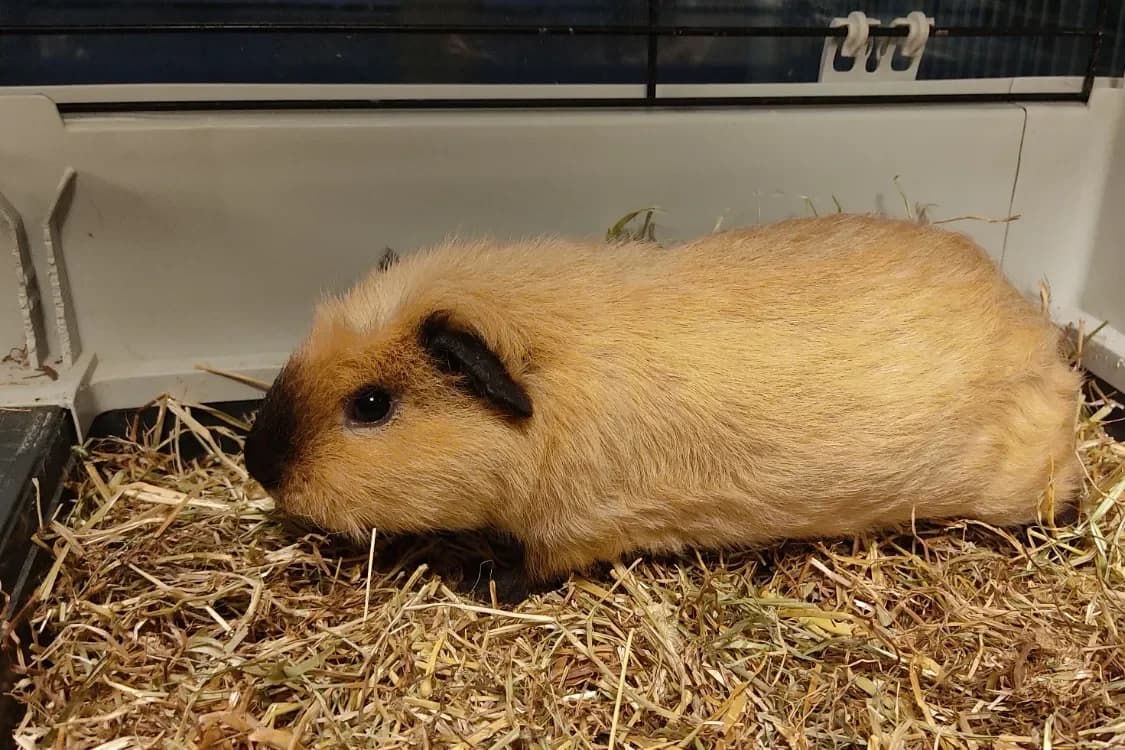 YOUPY(réservé) photo 2