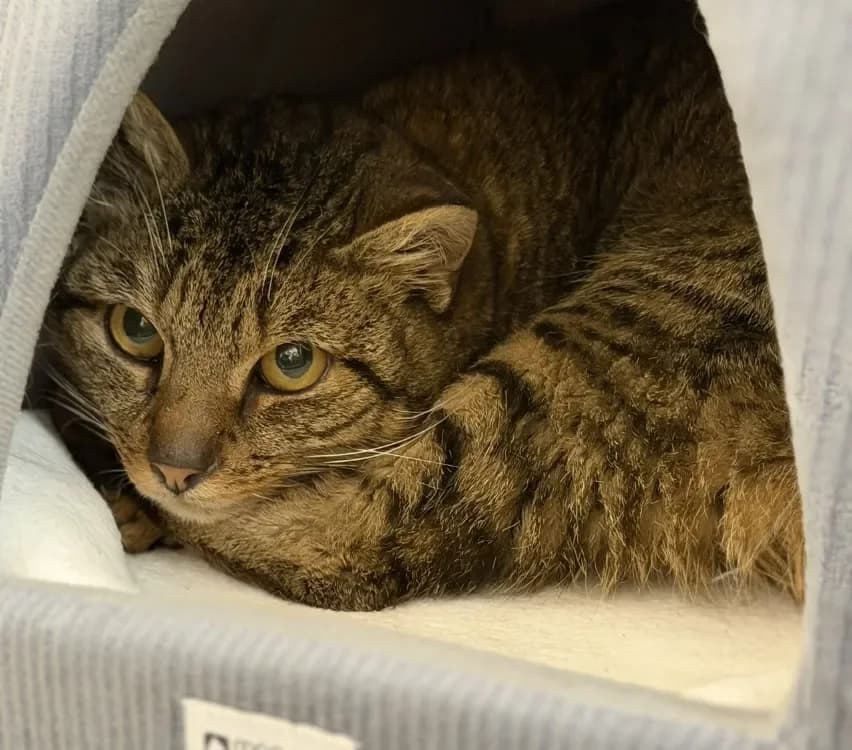 Gimli CAB5159 photo 2