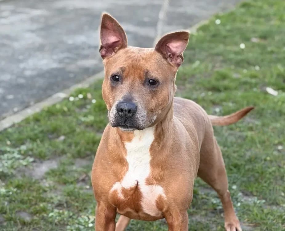 Orka CAA14680 photo 2