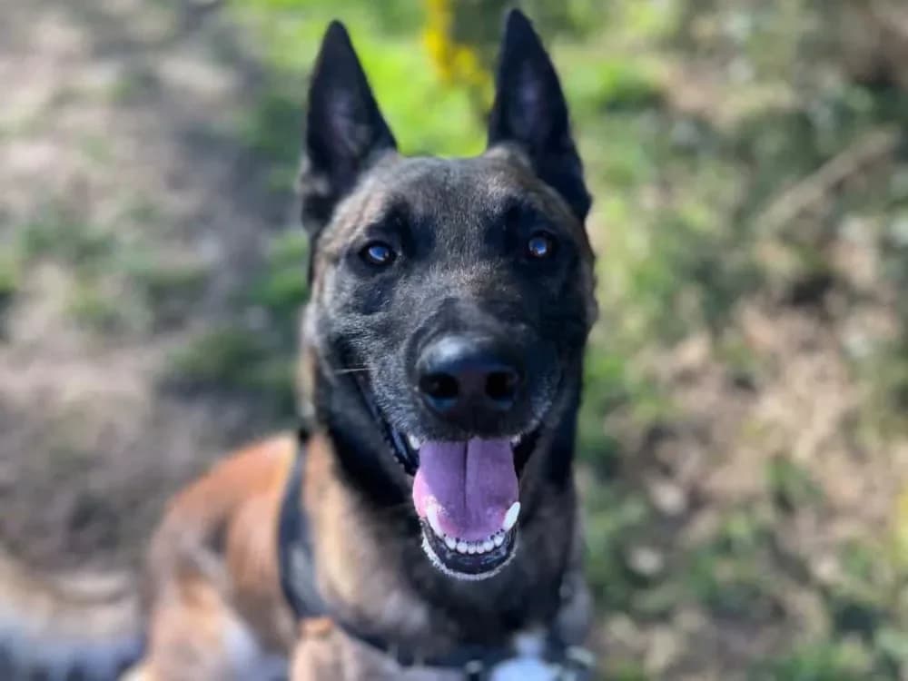 OAA 19932 SCAN photo 2