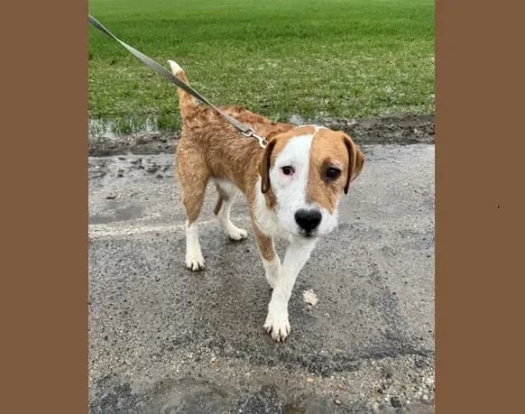 VEGAS HAA24718 photo 2