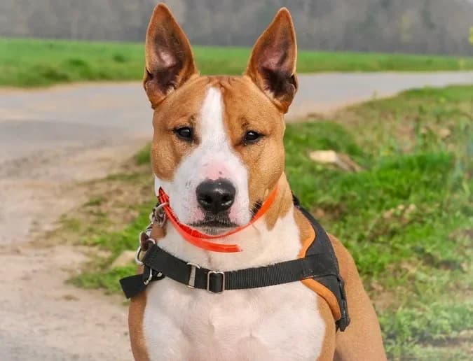 SKITTLES HAA24721 photo 2