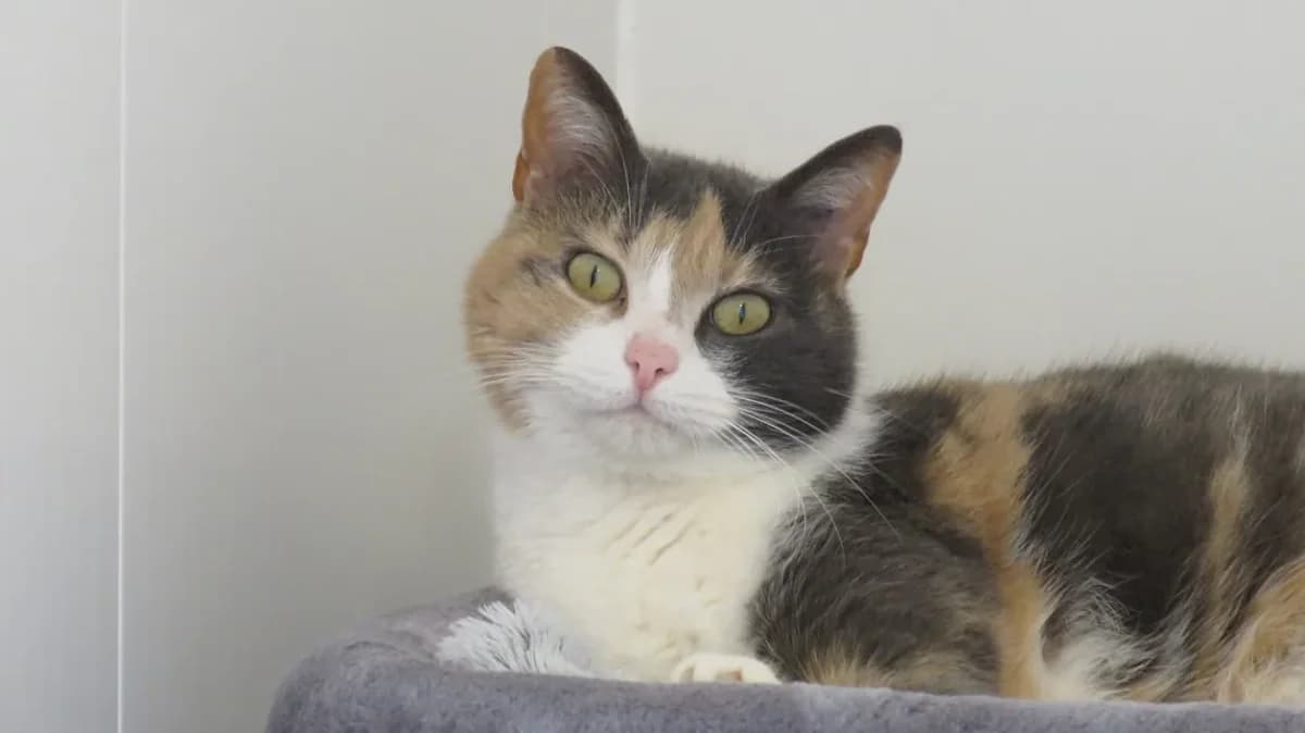 Poupette (réservée) photo 2