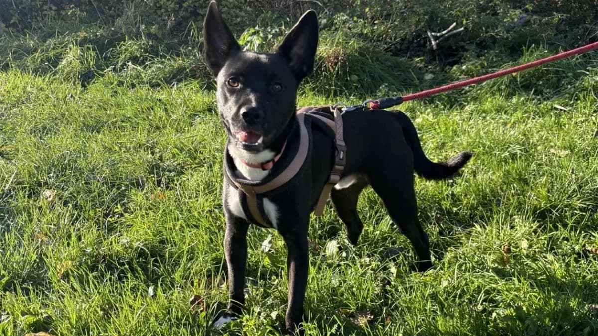 UNDY dit AYAKO VAA photo 2