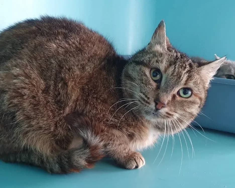 PASTEÏS CHA photo 2