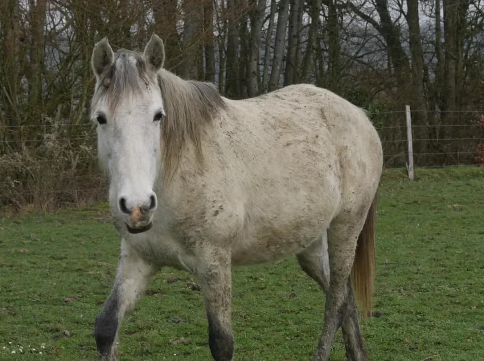 FILLE DE BELNOE photo 2