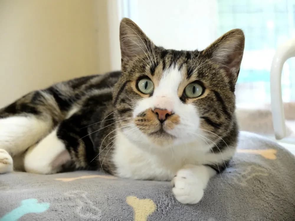 Mutti PAB28602 photo 2