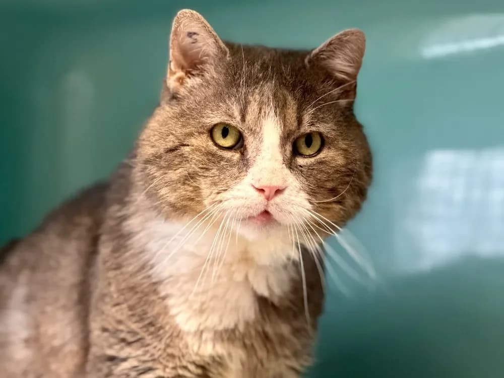 Pupuce [FIV+] photo 2