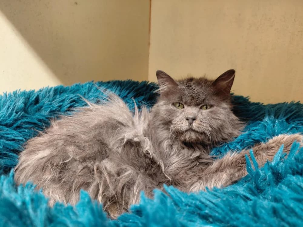 chiffounette pab28447