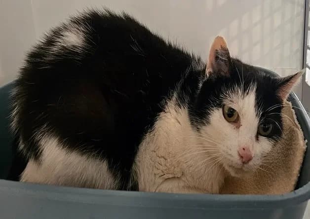 CALINE (réservée) photo 2