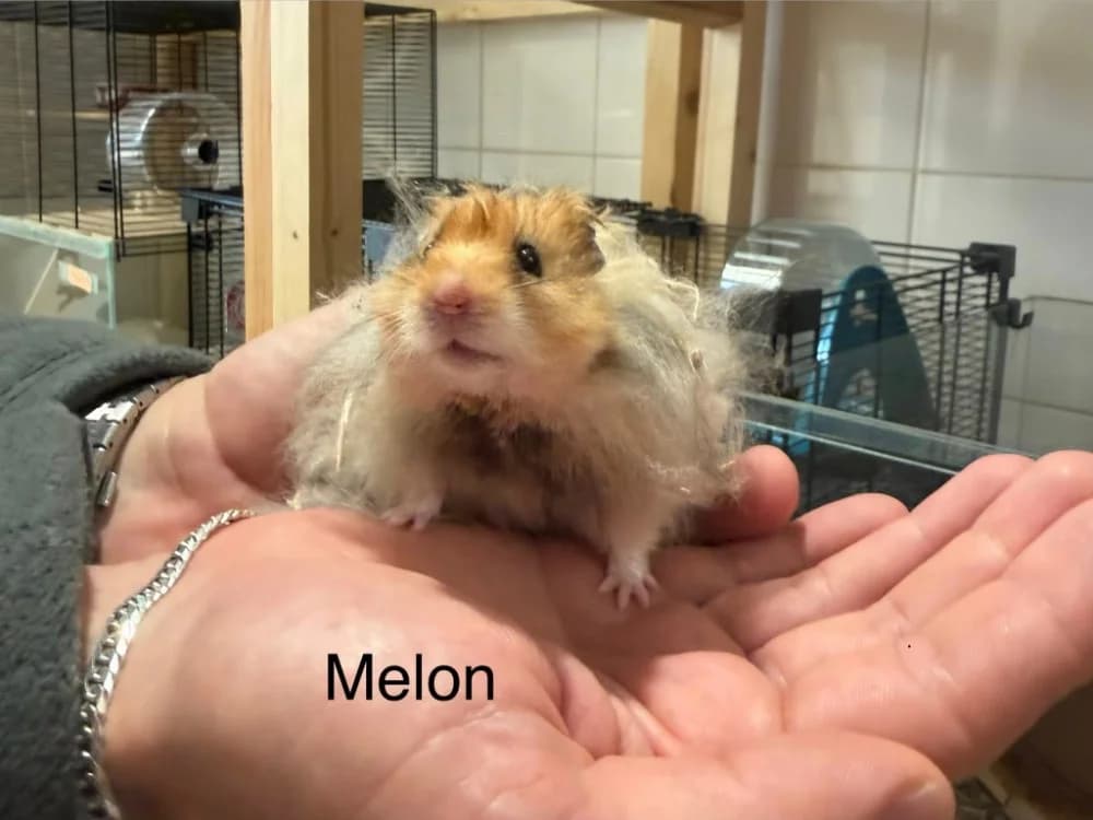 Melon