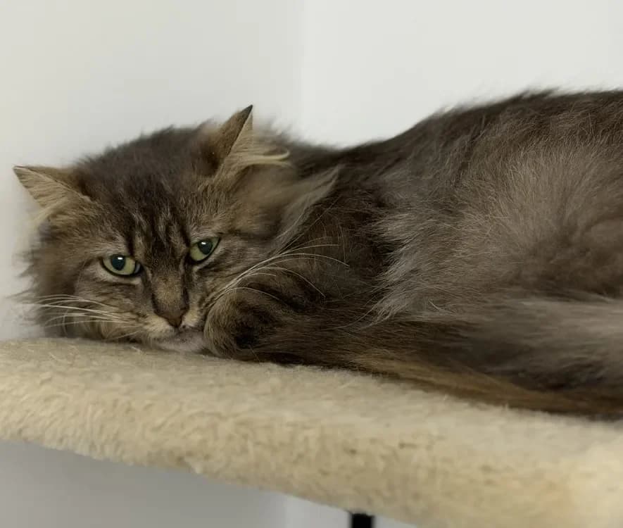 Sergio CAB5305 photo 2