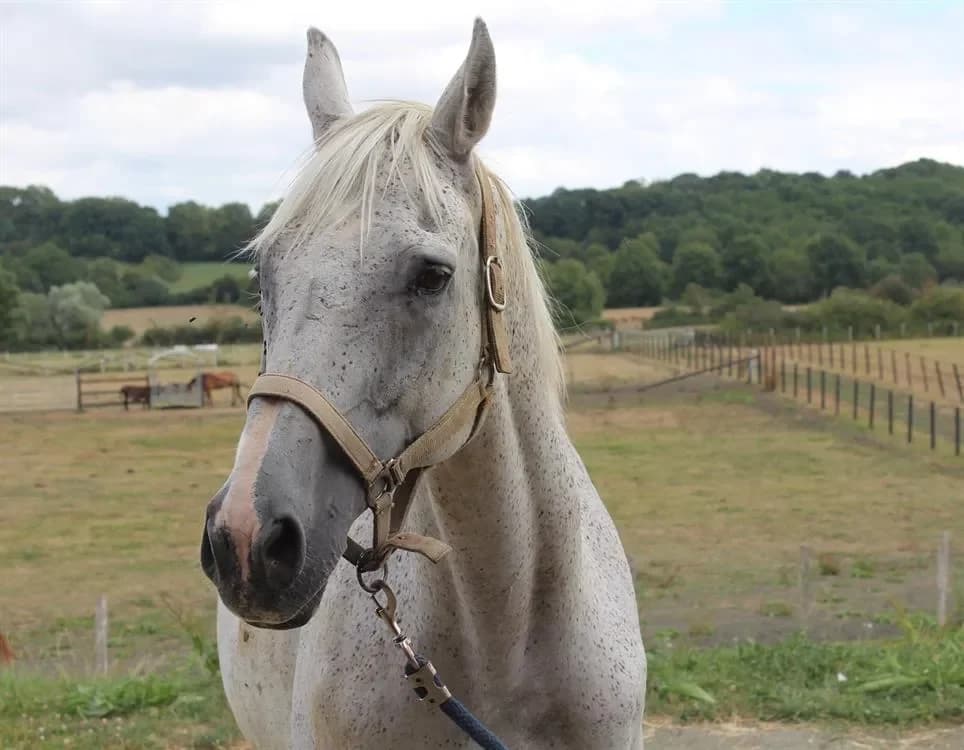 LE CAROUBIER photo 2