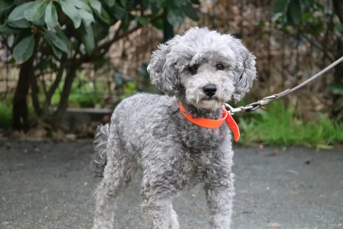 NEMO HAA24702 photo 2