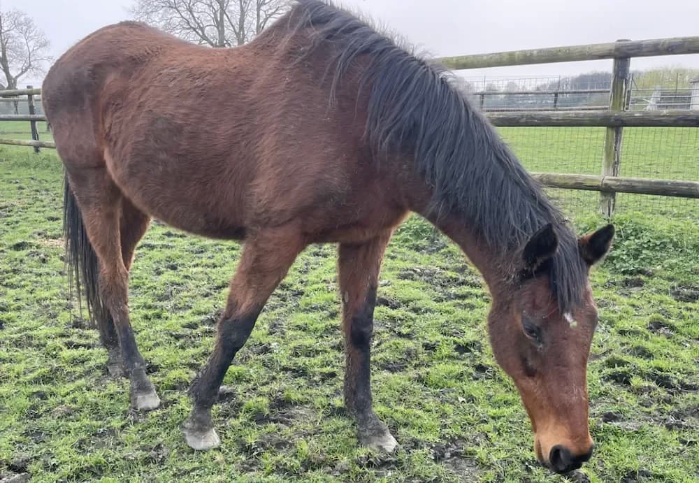 PATTY DANCER photo 2