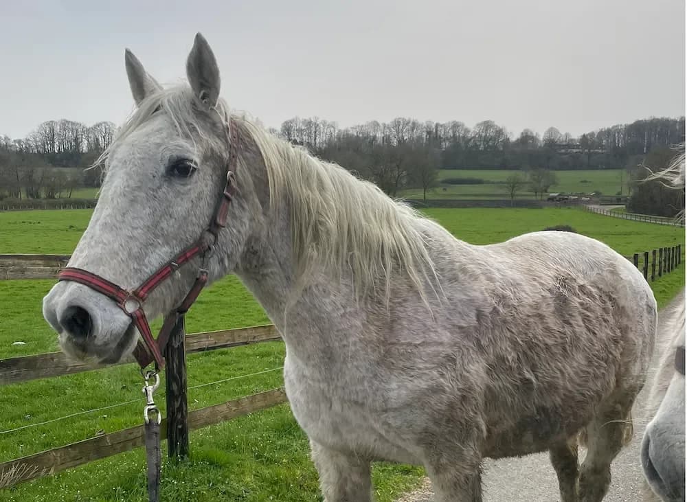 CLOCHETTE 19 photo 2