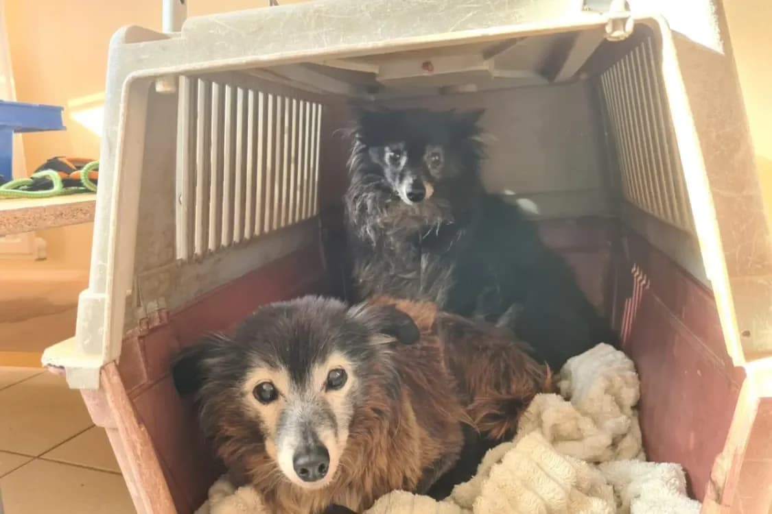 HARRY et FICELLE photo 2