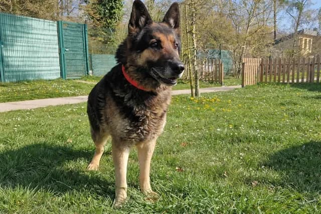 RAPHAEL PAA24160 photo 2