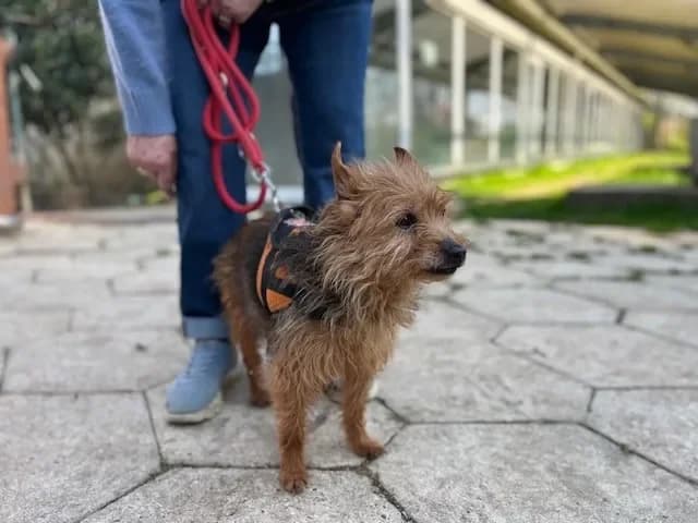 HUGUETTE OAA19961 photo 2