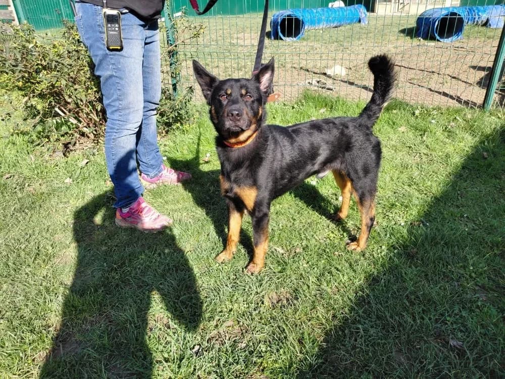 MEZZO PAA24162 photo 4