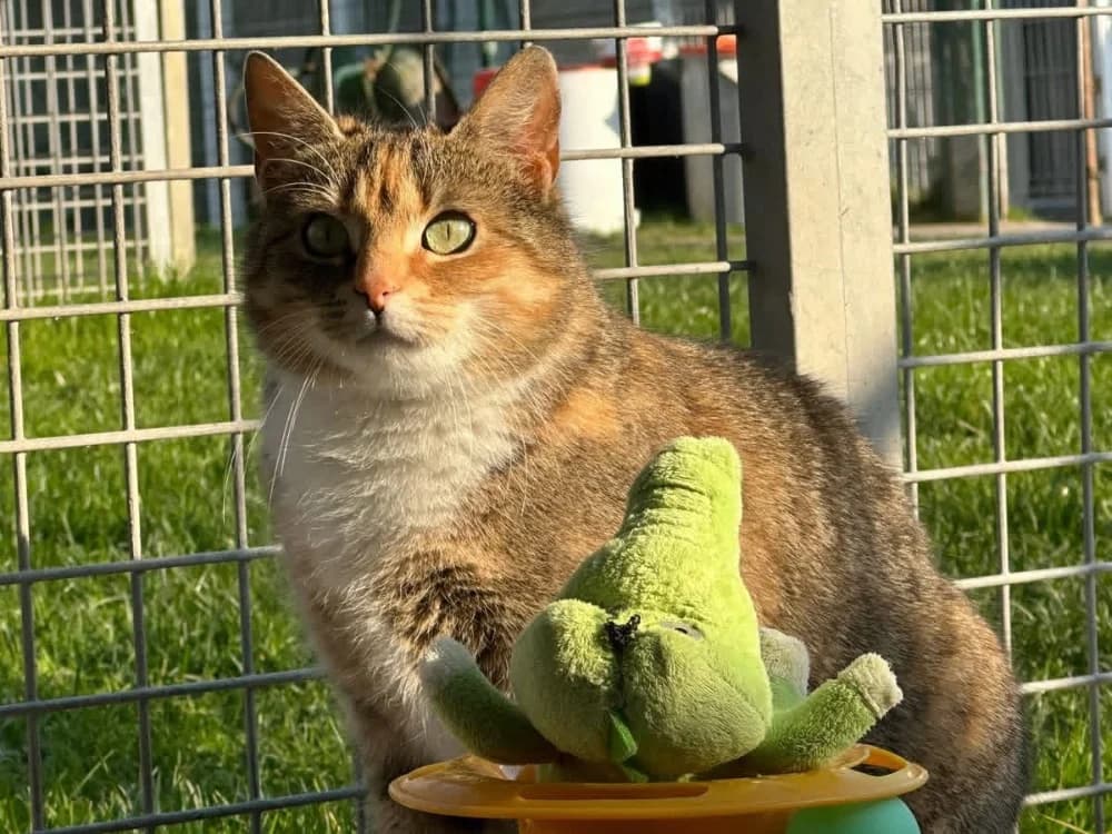 SATANA en SOS URGENT