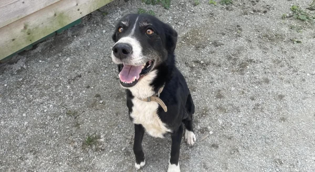 ROMY Promise photo 2