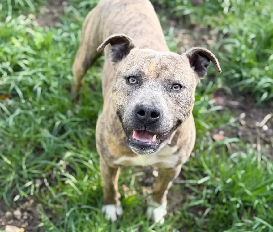 Power CAA14970 photo 2