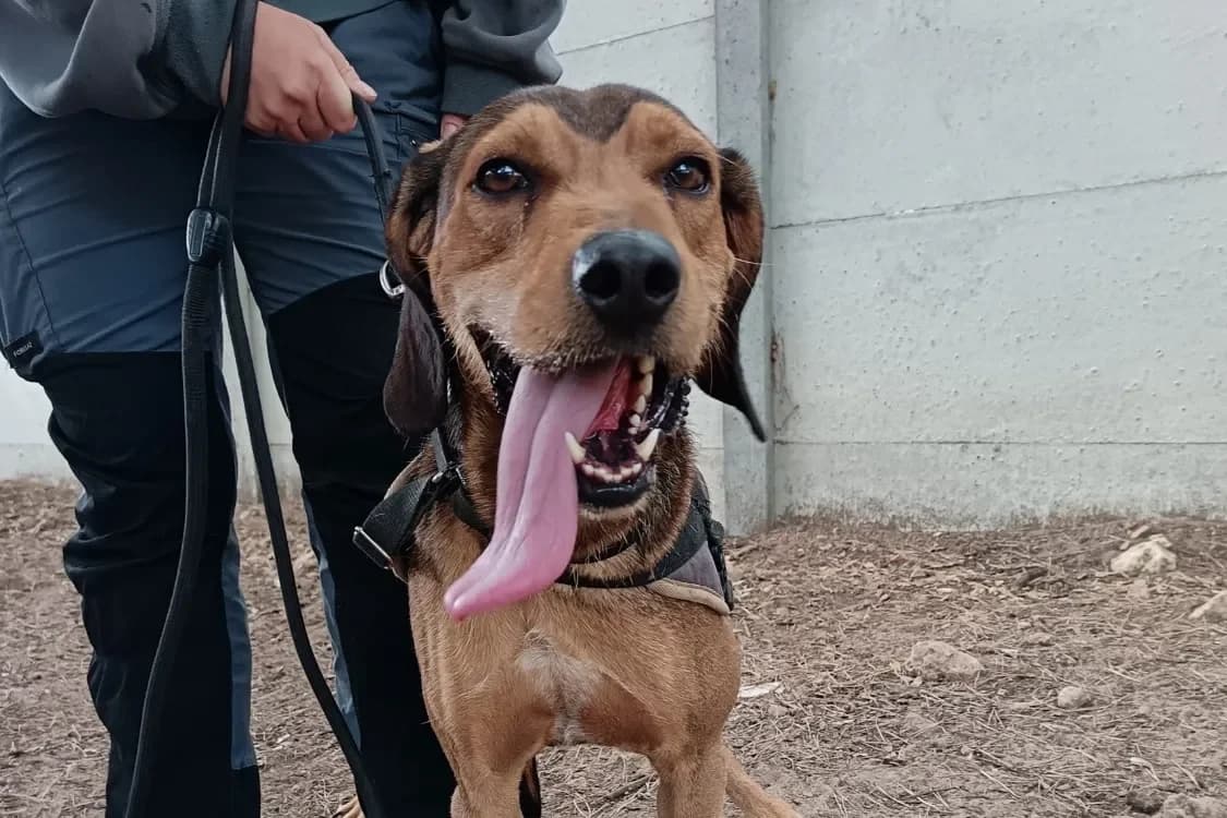 Bruno (Krokmou) photo 2