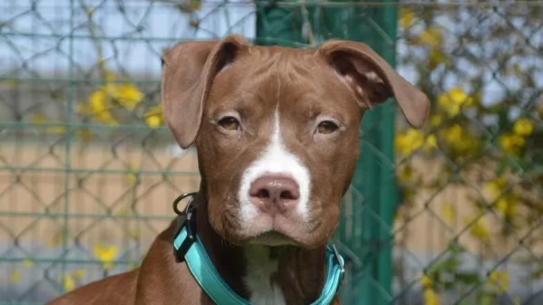 BAGHERA CHAO photo 2