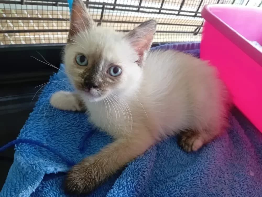 FAËLYA ( Réservée ) photo 2