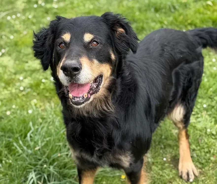 Oliver CAA14982 photo 2