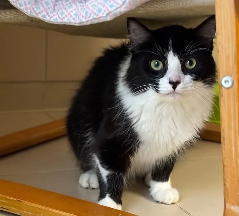 Marble CAB5354 photo 2