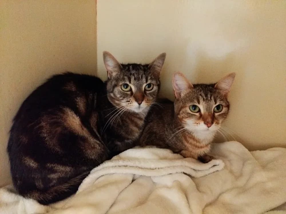 CHARLYNE PAB28661 photo 2