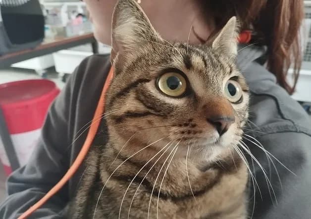 BAILEYS (réservé) photo 2