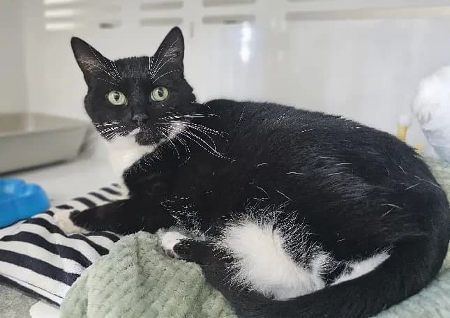 Praline dit Milie photo 2