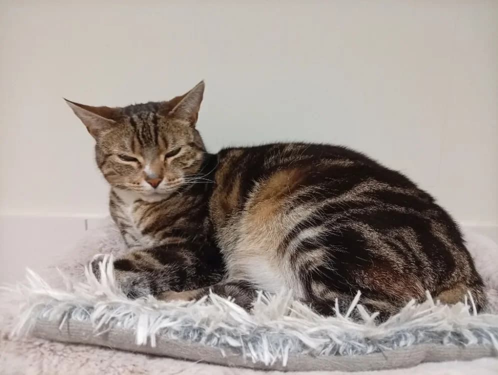 Crochet (en cours d'adoption) photo 2