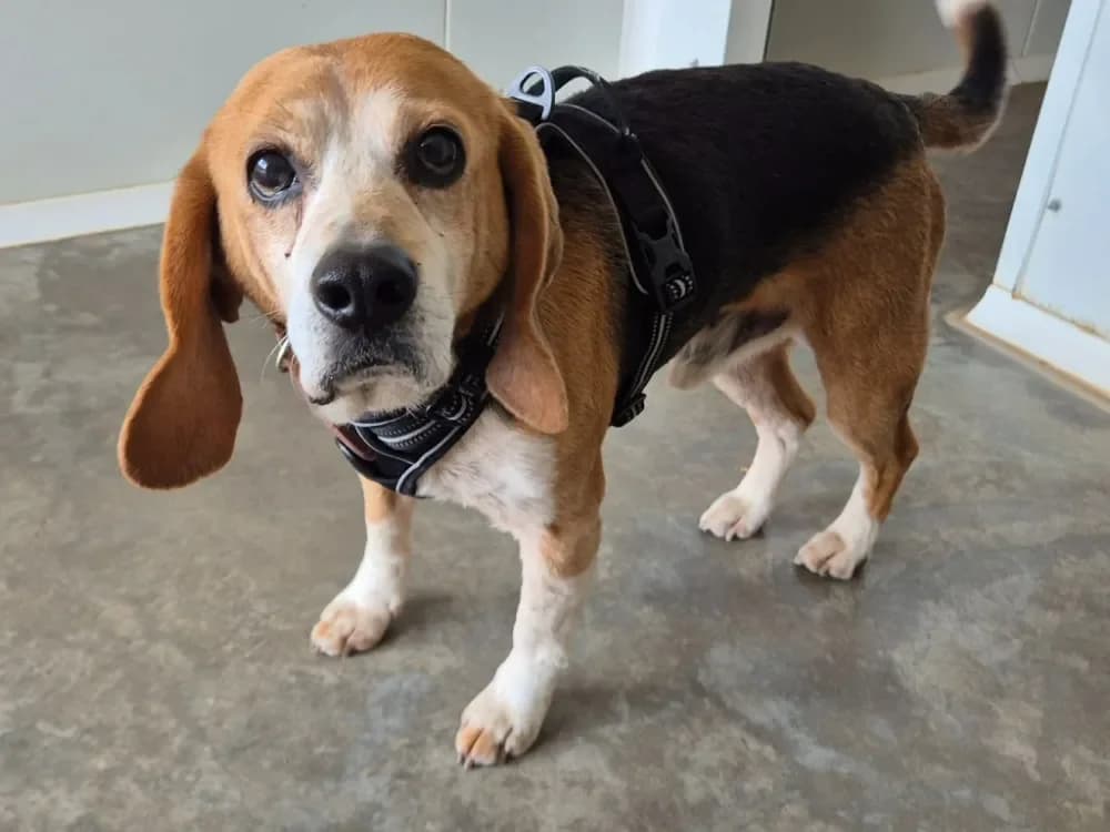 ICAR QCN (Ulysse) photo 2