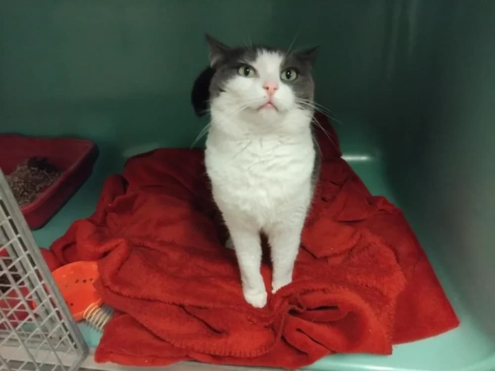 BOUDANE PAB28650 photo 2