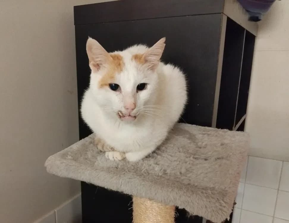 HODARI PAB28596 photo 2