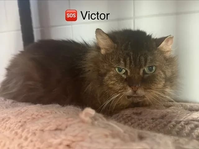 VICTOR 17384 photo 2