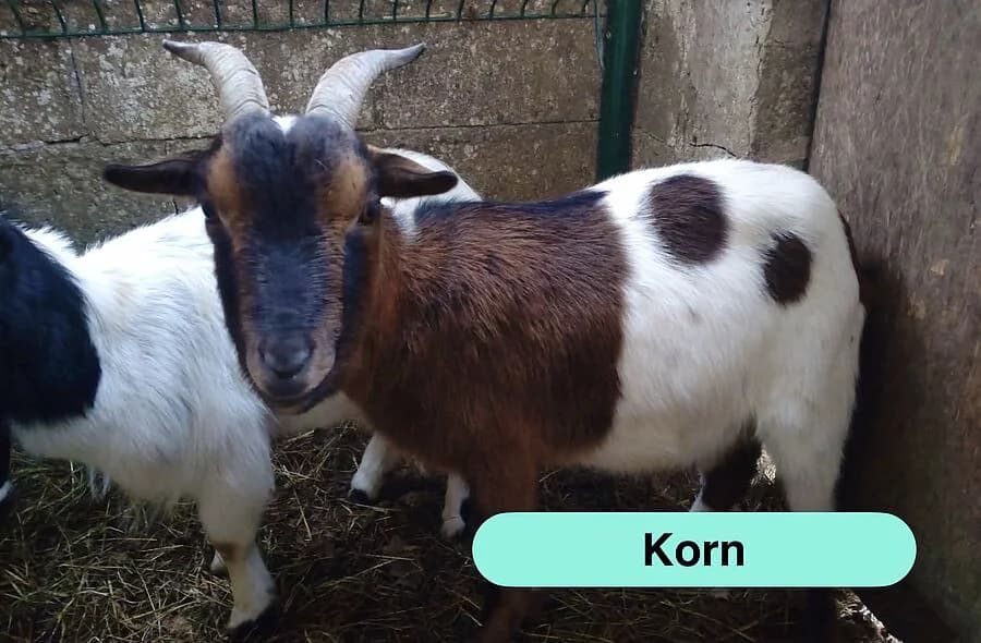 Korn