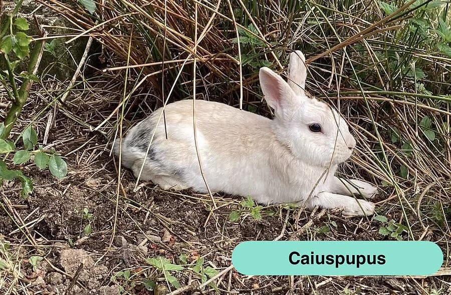 Caiuspupus