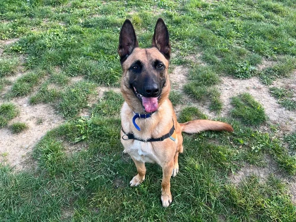 MAX PAA22926 photo 2