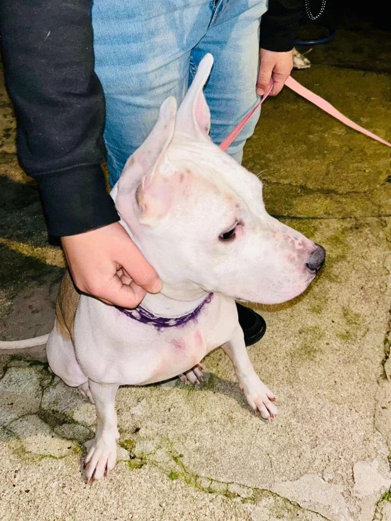 PETIFYC10002 photo 3