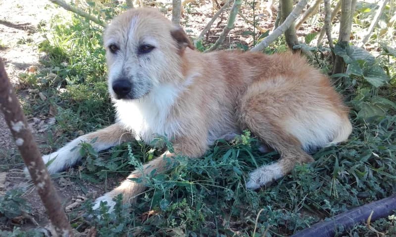 PETIFYC10002 photo 8