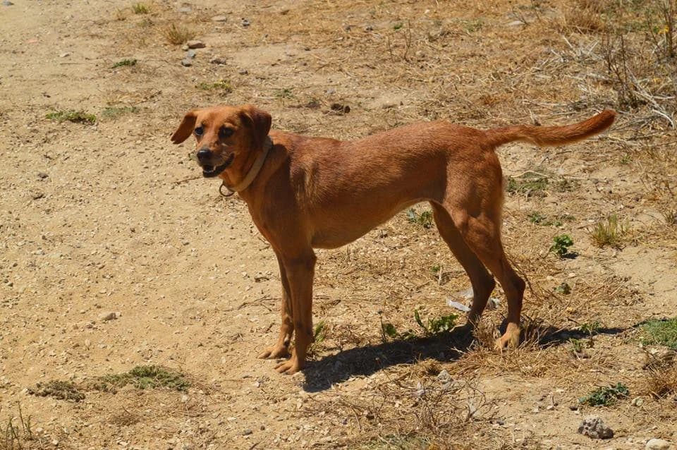 PETIFYC10032 photo 6