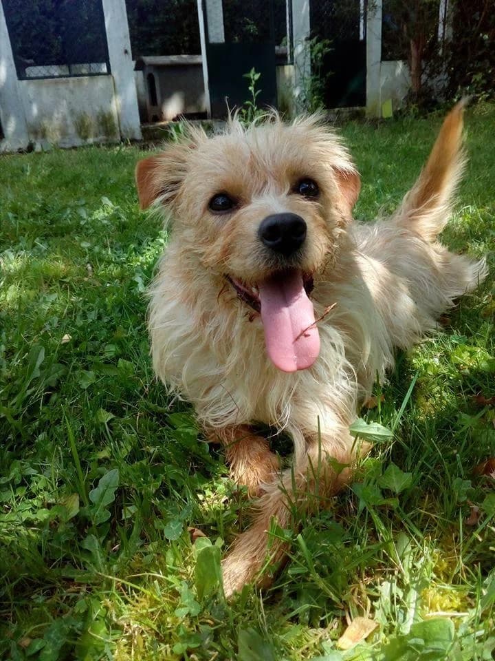 PETIFYC10032 photo 8